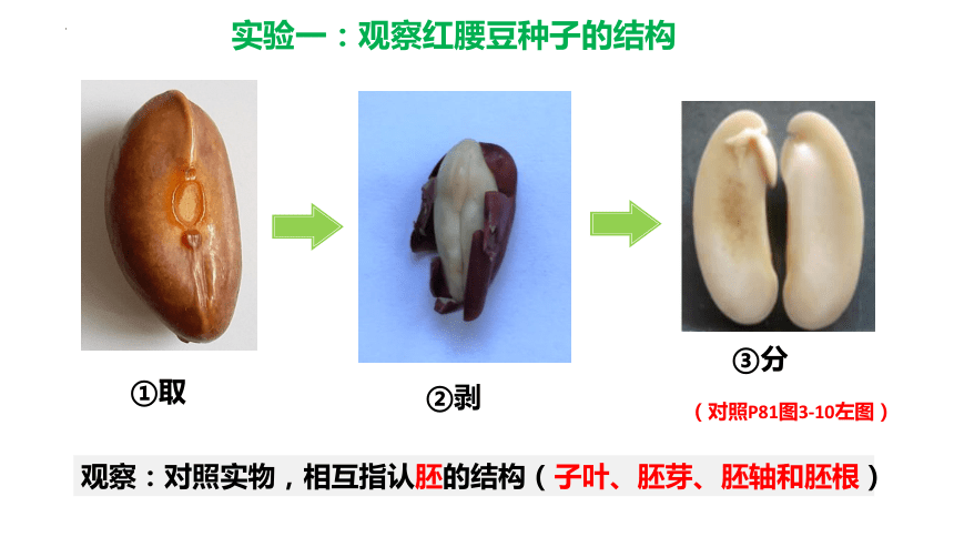 3.1.2 种子植物(第一课时)（教学课件）-七年级生物上册同步备课系列（人教版）