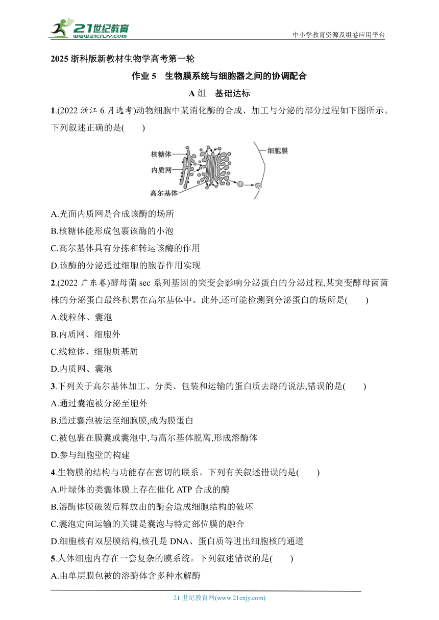 2025浙科版新教材生物学高考第一轮基础练--作业5　生物膜系统与细胞器之间的协调配合（含解析）