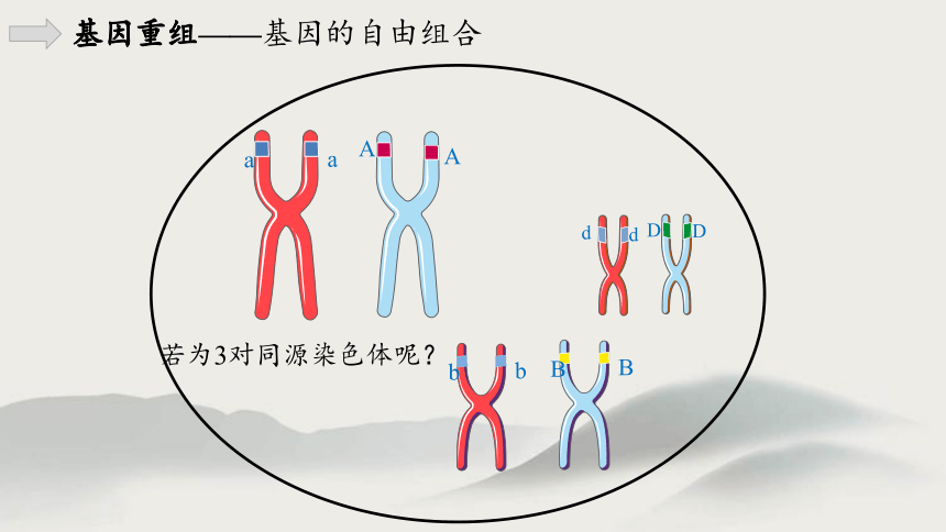 5.1基因突变和基因重组(第二课时)（教学课件）(共28张PPT)-人教版2019必修2