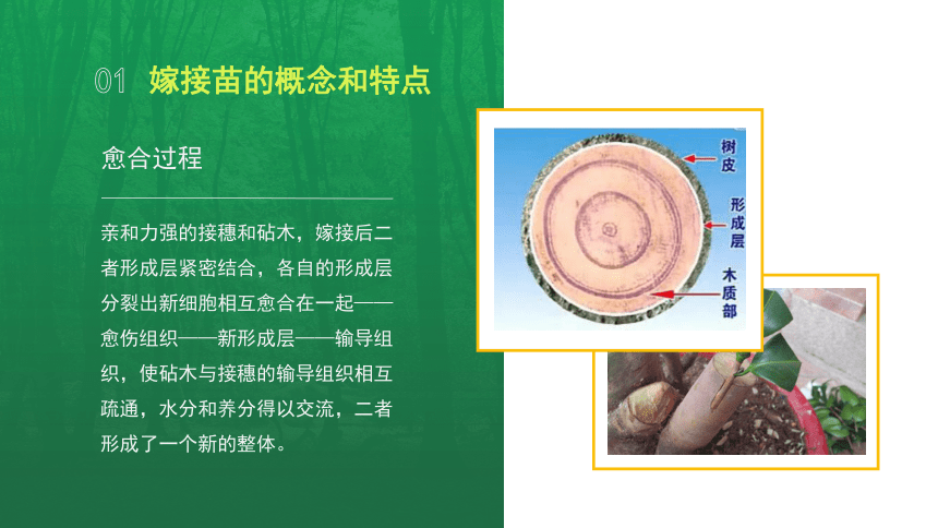 2.2.1嫁接苗的特点 课件(共13张PPT)-《果树生产技术》同步教学（中国农业出版社）