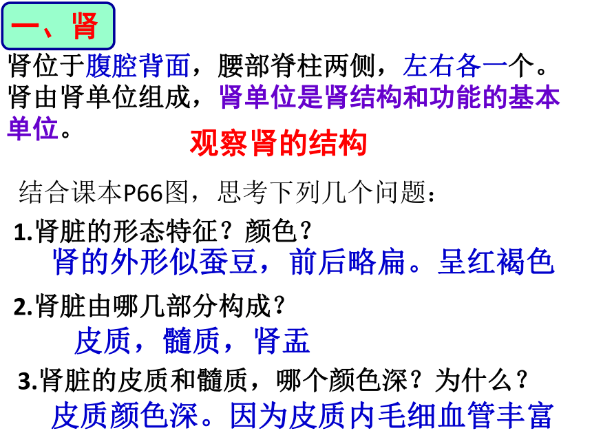 2023-2024学年济南版生物七年级下册3.4.1尿液的形成和排出课件（20张ppt）