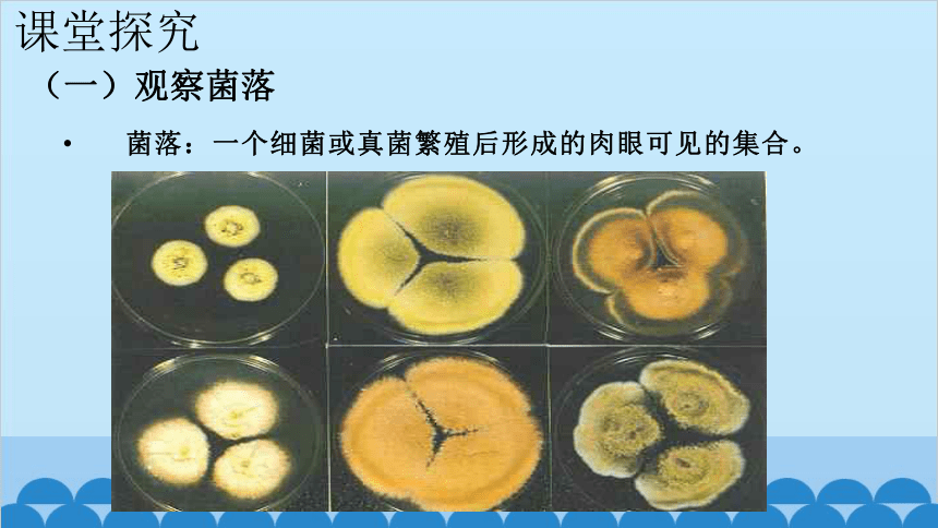 5.4.1 细菌和真菌的分布课件(共23张PPT)人教版生物八年级上册