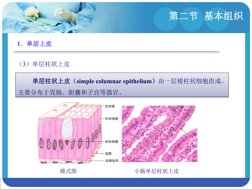 1.2基本组织 课件(共65张PPT)-《解剖学基础》同步教学（江苏大学出版社）