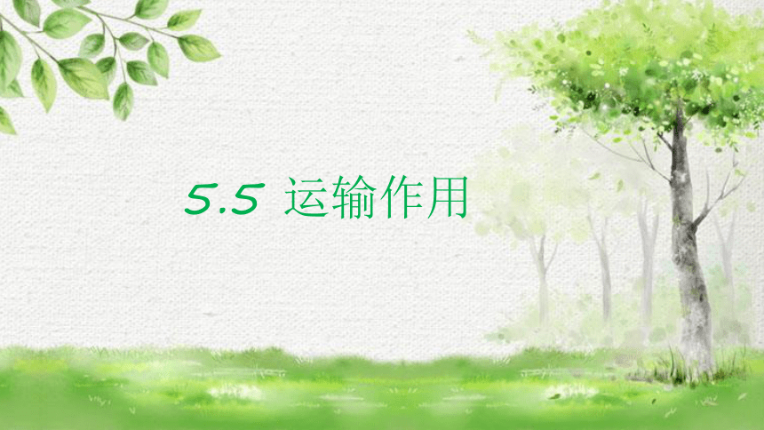 3.5.5  运输作用  课件（共19张PPT）2023-2024学年北师大版生物七年级上册