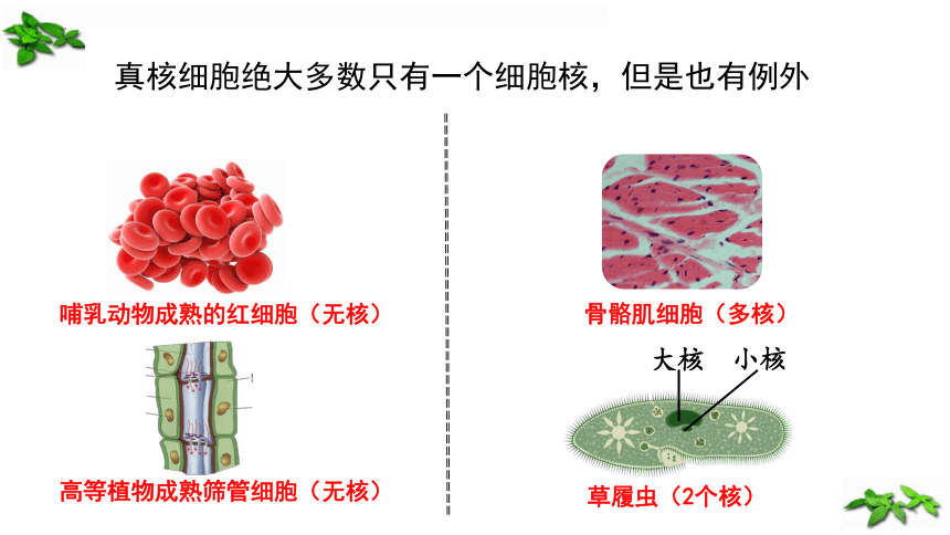 生物人教版（2019）必修1 3.3细胞核的结构和功能（共28张ppt）