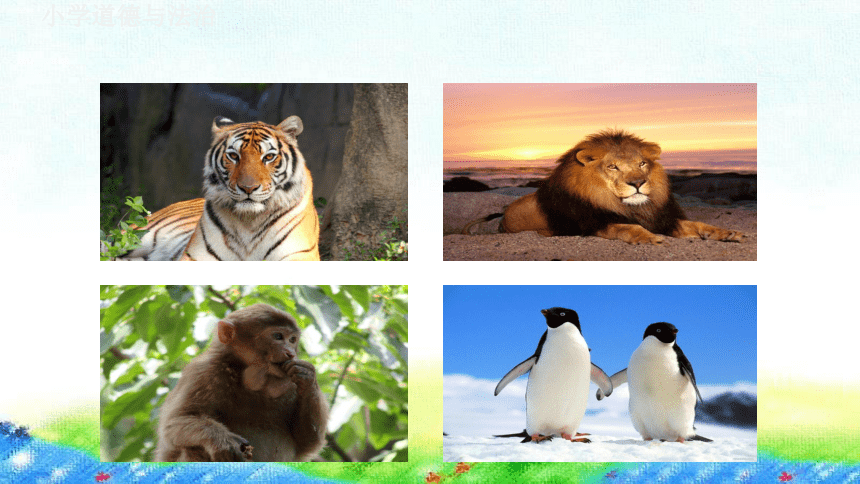 一年级下册2.7可爱的动物 课件（共48张PPT)