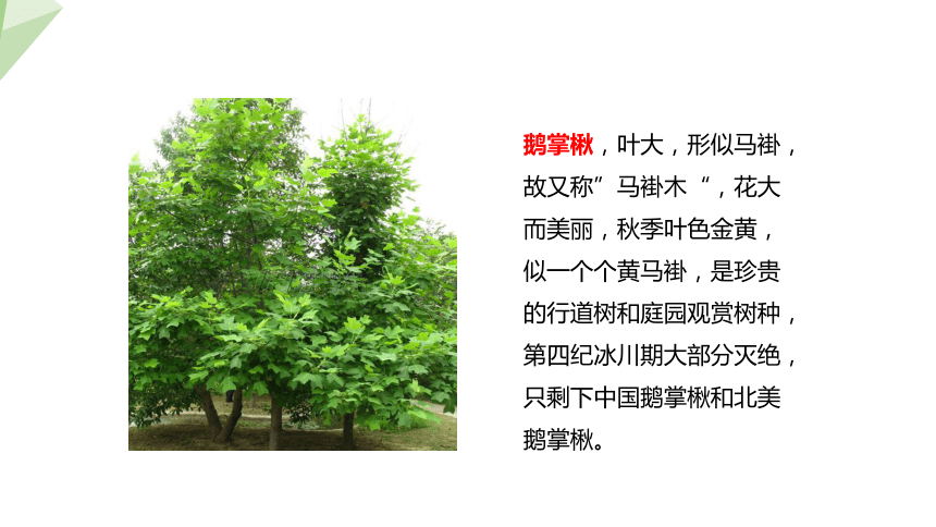 1.3.7 我国的珍稀植物 课件 （共23张PPT）2023-2024学年初中生物冀少版七年级上册