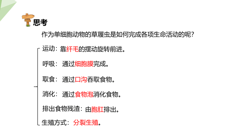 1.2.4 单细胞生物体 课件（共27张PPT+内嵌视频1个） 2023-2024学年初中生物冀少版七年级上册