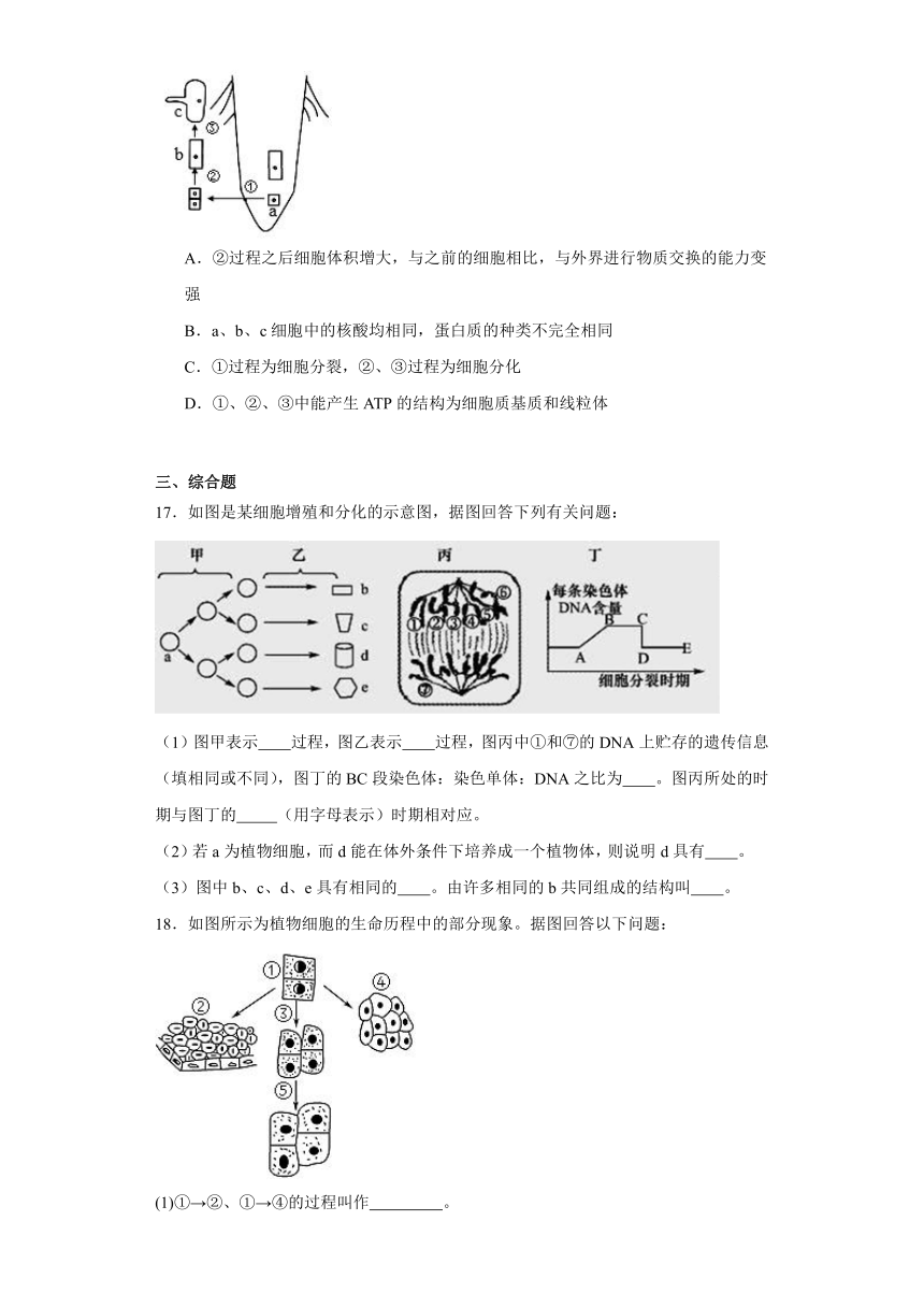 6.2细胞的分化 练习（解析版）