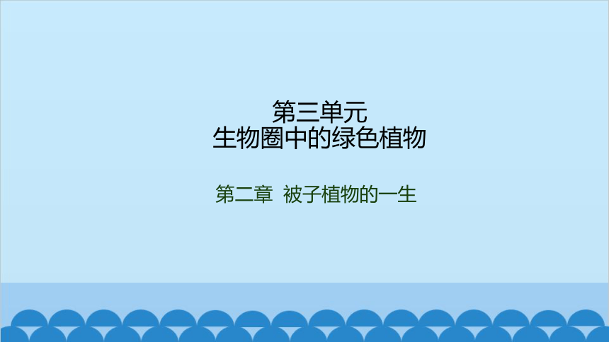 3.2.2植株的生长课件(共36张PPT)人教版生物七年级上册