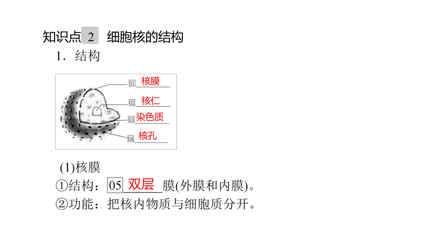 人教生物必修1复习课件：3.3 细胞核的结构和功能