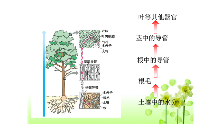 3.3绿色植物与生物圈的水循环课件(共30张PPT)