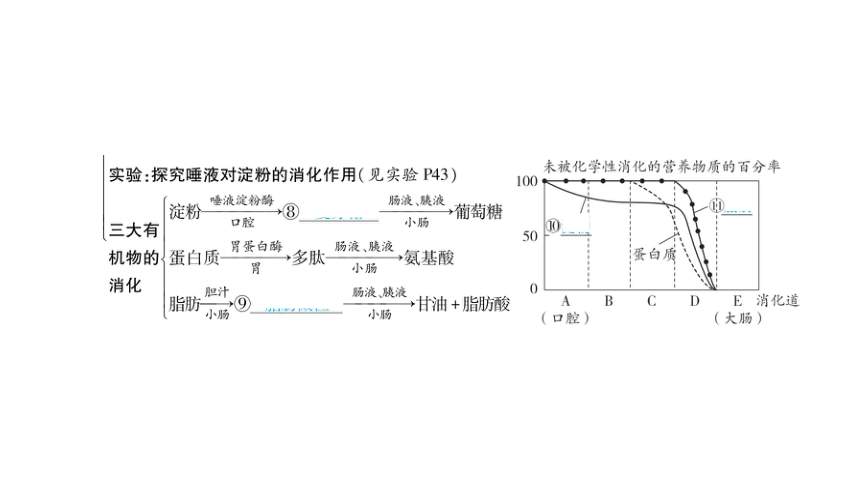 2024年山东省中考生物（济南版）一轮复习 3.1人的生活需要营养课件（41张PPT)