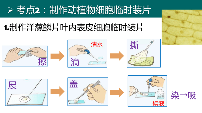 七上 第二单元生物体的结构层次-复习课件(共35张PPT)