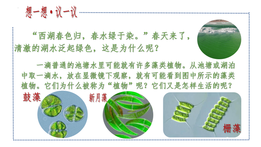 3.1.1 藻类、苔藓和蕨类植物课件(共36张PPT)七年级生物上册（人教版）