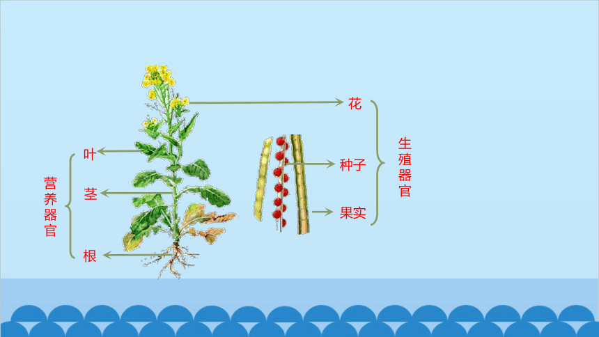 2.2.3植物体的结构层次课件(共25张PPT)人教版生物七年级上册