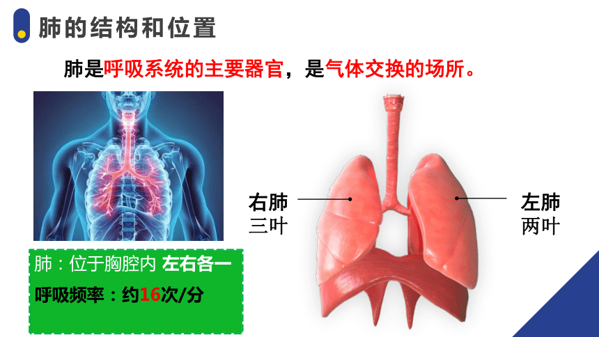 4.3.2发生在肺内的气体交换课件-2023--2024学年人教版生物七年级下册(共25张PPT)