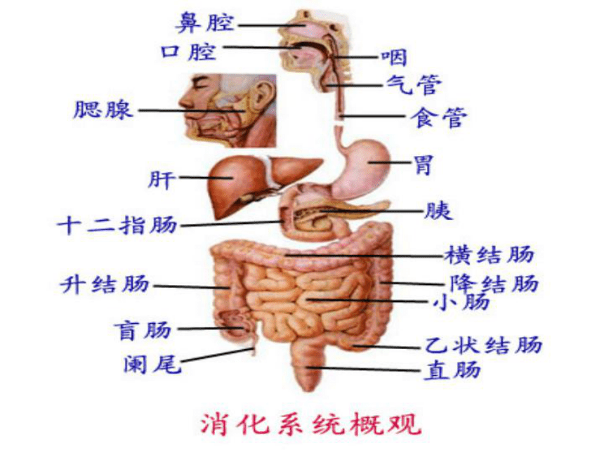 1 食物的消化与吸收 课件(共18张PPT)- 《食品营养与卫生学》同步教学（轻工业版）