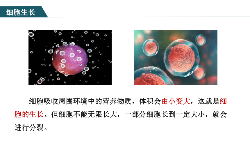 【核心素养目标】2.2.1《细胞通过分裂产生新细胞》课件(共31张PPT)