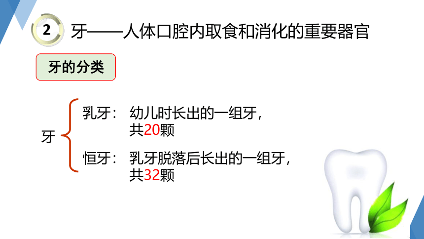 4.2 食物的消化和吸收(第1课时，课件 27张PPT）