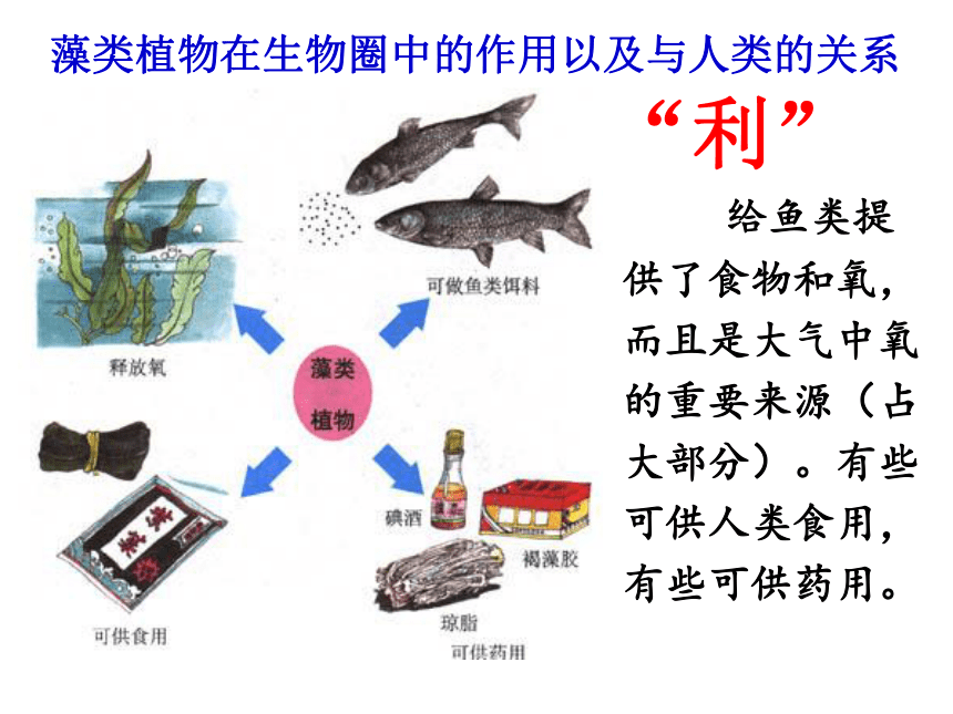 3.1.1藻类、苔藓和蕨类植物课件（共22张PPT）2023年秋人教版生物七年级上册