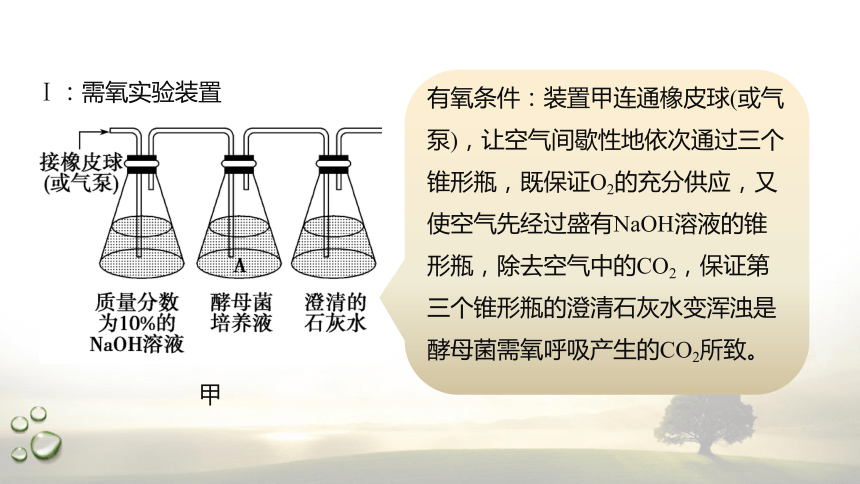 3.4.1 探究酵母菌的呼吸方式及需氧呼吸  课件(共22张PPT) 2023-2024学年高一生物 浙教版（2019） 必修一