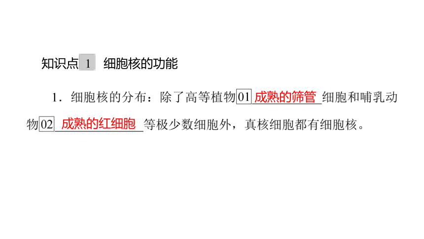 人教生物必修1复习课件：3.3 细胞核的结构和功能