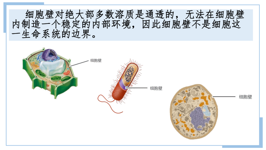 3.1细胞膜的结构和功能课件(共27张PPT) 生物人教版必修1