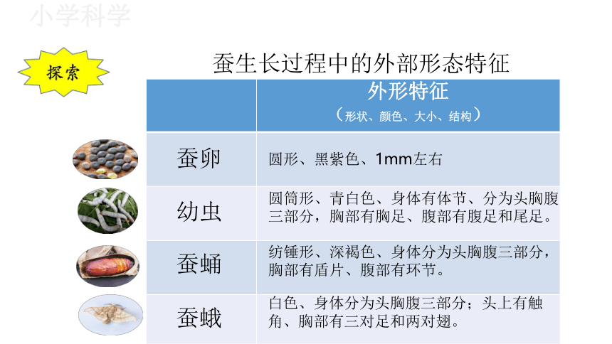 教科版（2017秋）三年级下册2.6蚕的一生课件（17张PPT)