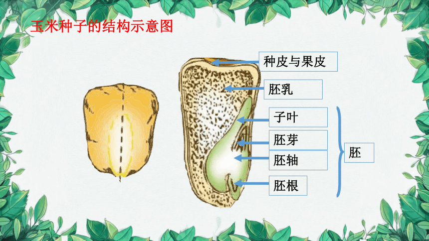 3.6.1 种子萌发形成幼苗课件(共18张PPT)北师大版生物七年级上册