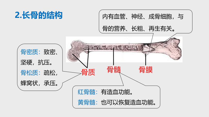 3.5人体的运动系统和保健 —2023-2024学年浙教版科学九年级下册（课件 32张ppt）