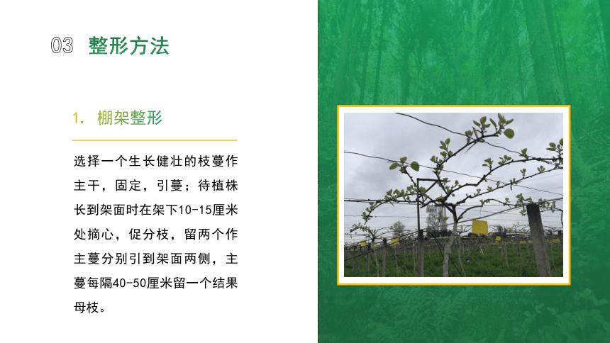 6.2.1猕猴桃树体整形与修剪 课件(共14张PPT）-《果树生产技术》同步教学（中国农业出版社）