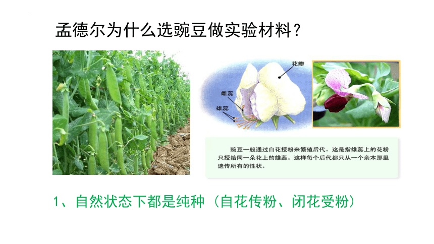 7.2.3 基因的显性和隐性课件 (共28张PPT)人教版生物八年级下册 (1)