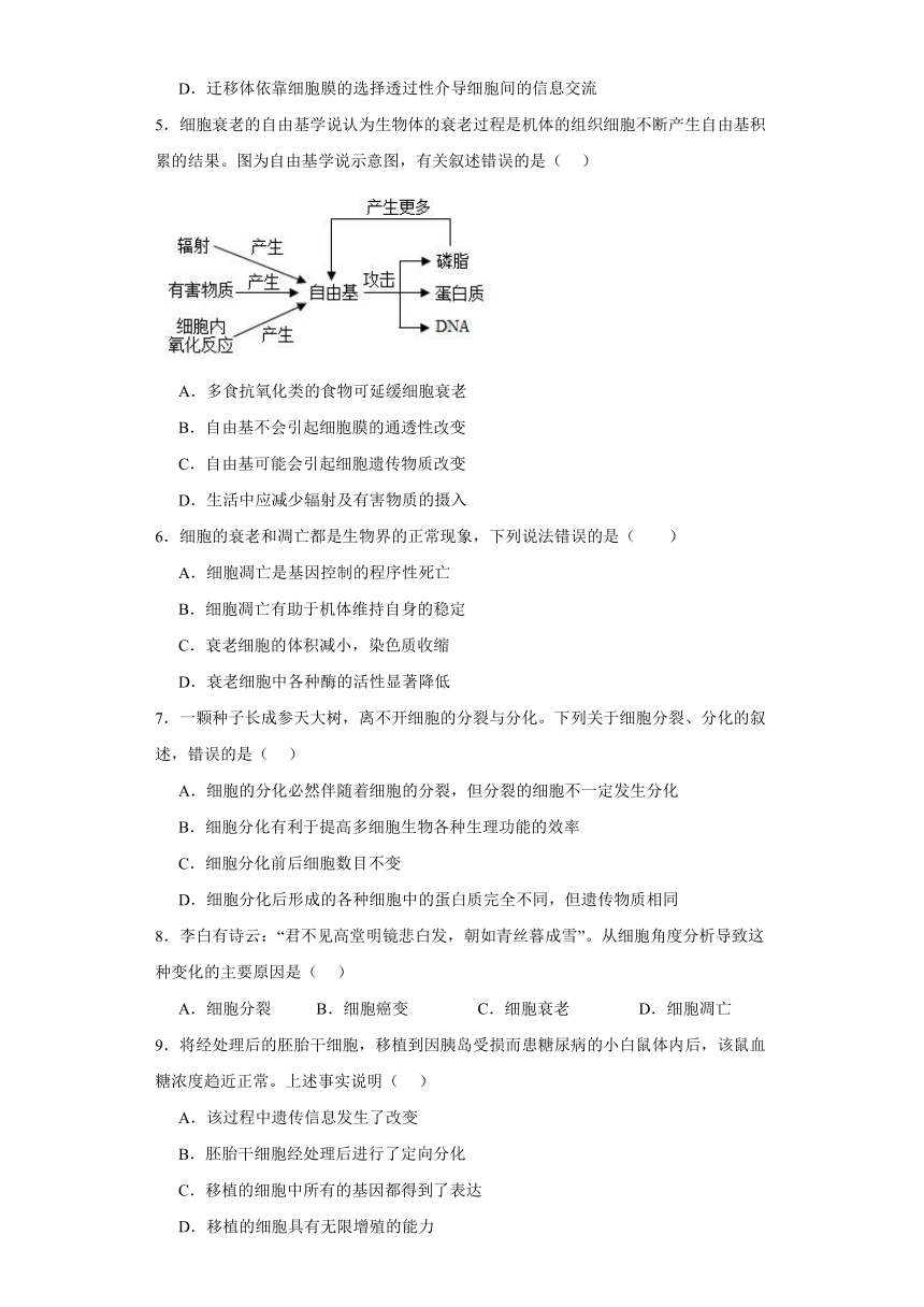 4.2细胞分化、衰老和死亡 练习（解析版）