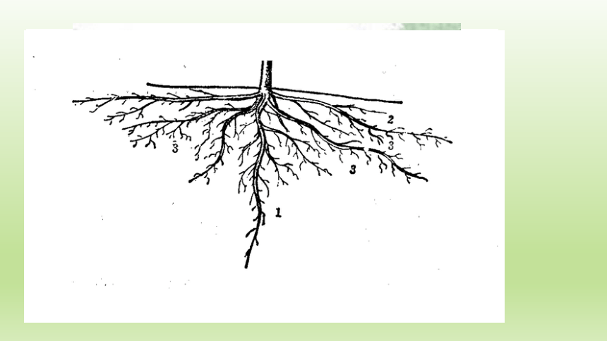 1.3.1果树的根系类型 课件(共9张PPT）-《果树生产技术》同步教学（中国农业出版社）