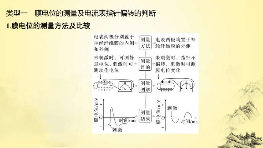 高考生物总复习微专题7 兴奋传导与传递的相关实验探究(课件共19张PPT)