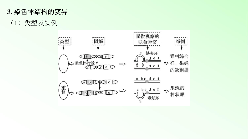 新教材生物一轮复习课件：第7单元 生物的变异和进化 第2讲　染色体变异(共92张PPT)