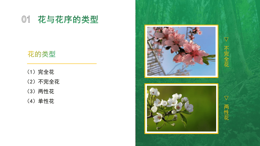 1.2.4果树的开花与坐果 课件(共20张PPT)-《果树生产技术》同步教学（中国农业出版社）