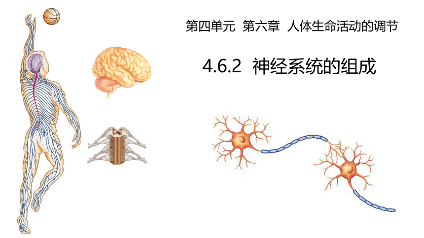 4.6.2 神经系统的组成 课件(共19张PPT) 人教版生物七年级下册