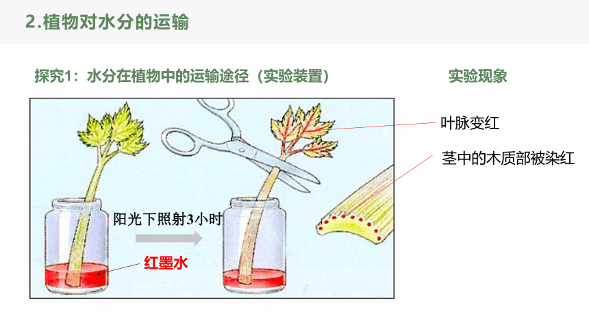 【核心素养目标】3.3《绿色植物与生物圈的水循环》课件(共28张PPT)