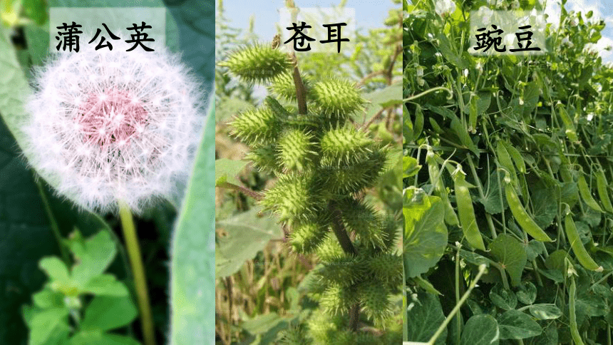 3 植物妈妈有办法 课件(共30张PPT)