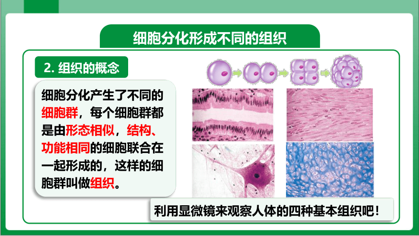 2_2_2第2节动物体的结构层次（课件）【2023秋人教七上生物高效实用备课】(共28张PPT)