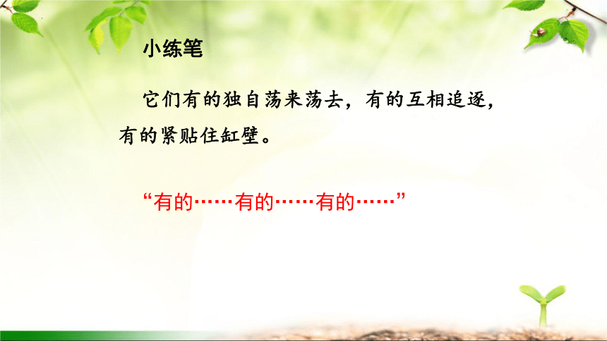 15.《小虾》课件(共24张PPT)