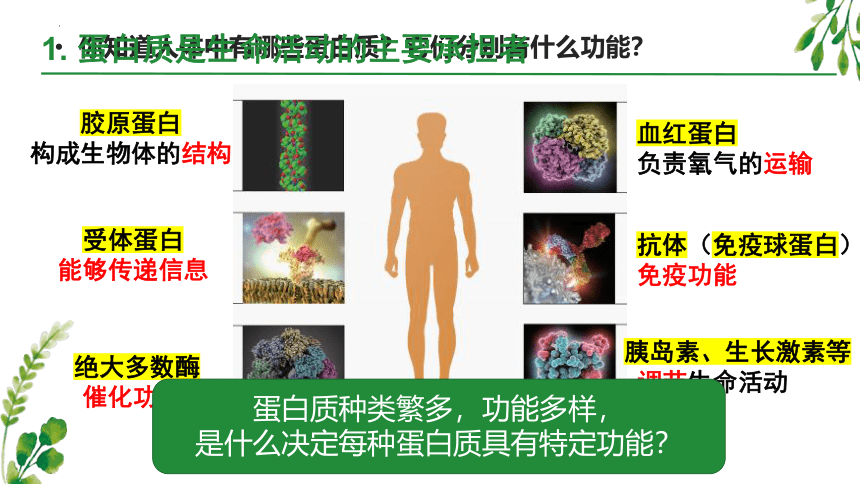 2.2 蛋白质和核酸是重要的生物大分子(共33张PPT)-高一生物学（沪科2020必修1）