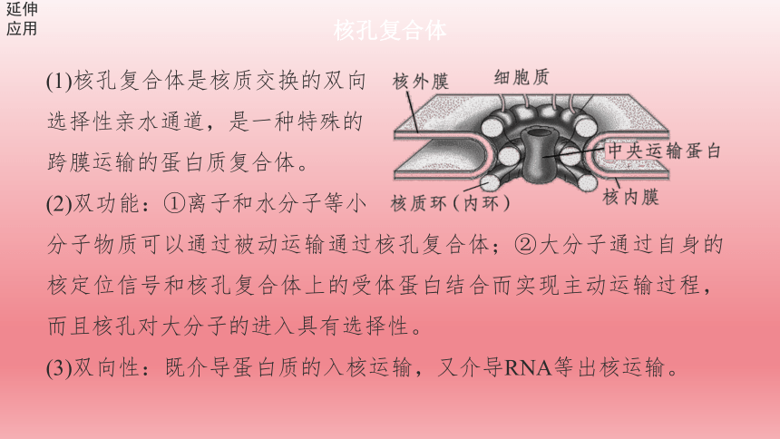 2024届高考生物学一轮复习专题课件细胞核的结构和功能(共63张PPT)