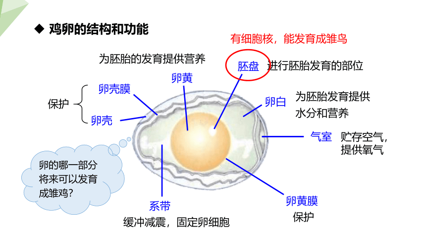 7.1.4 鸟的生殖和发育 课件(共19张PPT)2023-2024学年初中生物人教版八年级下册