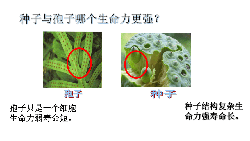 第二节  种子植物课件 (共22张 PPT) 2023-2024学年度人教版生物七年级上册