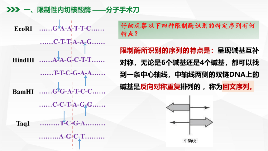 3.1重组DNA技术的基本工具课件(共46张PPT)-2022-2023学年高二下学期生物人教版（2019）选择性必修3