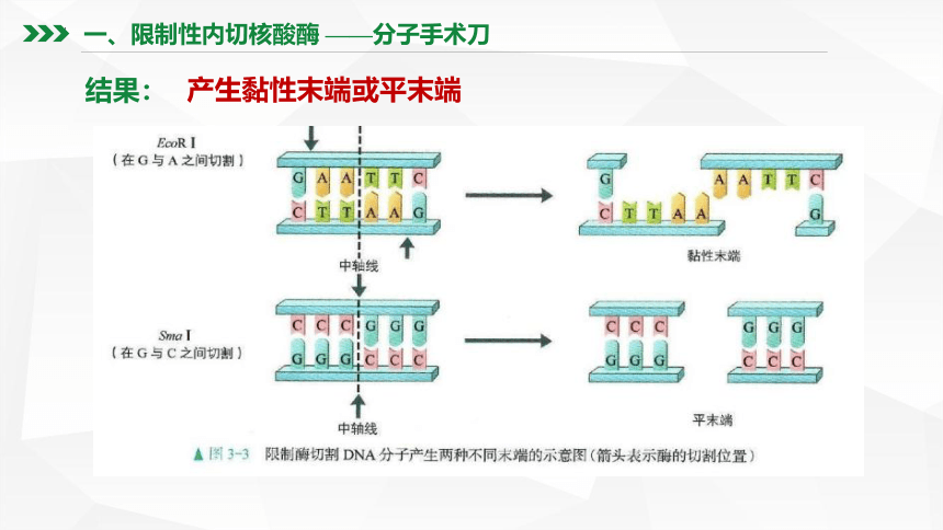 3.1重组DNA技术的基本工具课件(共46张PPT)-2022-2023学年高二下学期生物人教版（2019）选择性必修3