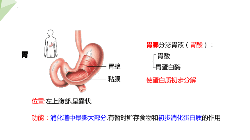 4.8.2 食物的消化和营养物质的吸收 课件 (共24张PPT)初中生物北师版七年级下册